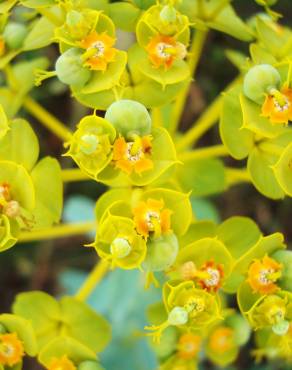 Fotografia 1 da espécie Euphorbia nicaeensis subesp. nicaeensis no Jardim Botânico UTAD