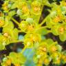 Fotografia 1 da espécie Euphorbia nicaeensis subesp. nicaeensis do Jardim Botânico UTAD