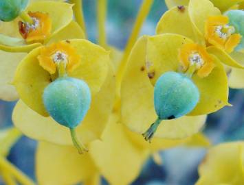 Fotografia da espécie Euphorbia nicaeensis subesp. nicaeensis