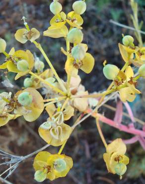 Fotografia 14 da espécie Euphorbia nicaeensis subesp. nicaeensis no Jardim Botânico UTAD