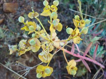 Fotografia da espécie Euphorbia nicaeensis subesp. nicaeensis