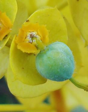 Fotografia 16 da espécie Euphorbia nicaeensis subesp. nicaeensis no Jardim Botânico UTAD