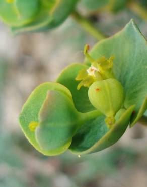 Fotografia 21 da espécie Euphorbia nicaeensis subesp. nicaeensis no Jardim Botânico UTAD