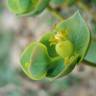 Fotografia 21 da espécie Euphorbia nicaeensis subesp. nicaeensis do Jardim Botânico UTAD