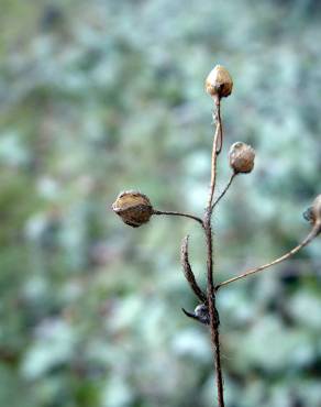 Fotografia 15 da espécie Tuberaria guttata no Jardim Botânico UTAD