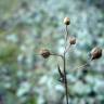 Fotografia 15 da espécie Tuberaria guttata do Jardim Botânico UTAD