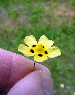 Fotografia 16 da espécie Tuberaria guttata no Jardim Botânico UTAD