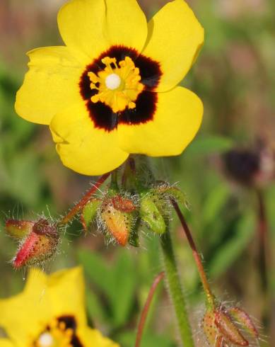 Fotografia de capa Tuberaria guttata - do Jardim Botânico