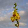 Fotografia 5 da espécie Verbascum simplex do Jardim Botânico UTAD