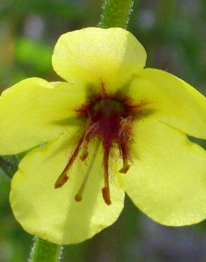 Fotografia 6 da espécie Verbascum simplex no Jardim Botânico UTAD