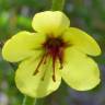 Fotografia 6 da espécie Verbascum simplex do Jardim Botânico UTAD