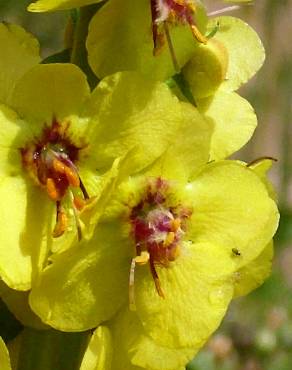 Fotografia 7 da espécie Verbascum simplex no Jardim Botânico UTAD