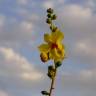 Fotografia 9 da espécie Verbascum simplex do Jardim Botânico UTAD