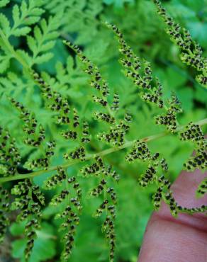 Fotografia 3 da espécie Cystopteris fragilis subesp. fragilis no Jardim Botânico UTAD