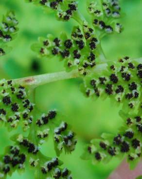 Fotografia 5 da espécie Cystopteris fragilis subesp. fragilis no Jardim Botânico UTAD