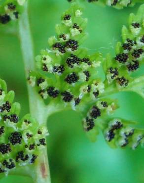 Fotografia 1 da espécie Cystopteris fragilis subesp. fragilis no Jardim Botânico UTAD