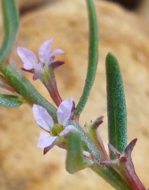 Fotografia 1 da espécie Lythrum thymifolia no Jardim Botânico UTAD