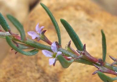 Fotografia da espécie Lythrum thymifolia