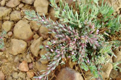 Fotografia da espécie Lythrum thymifolia