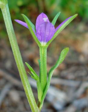 Fotografia 9 da espécie Legousia scabra no Jardim Botânico UTAD