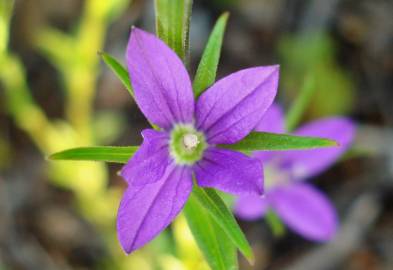 Fotografia da espécie Legousia scabra