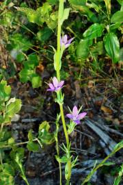 Fotografia da espécie Legousia scabra