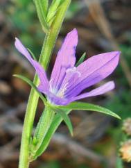 Legousia scabra