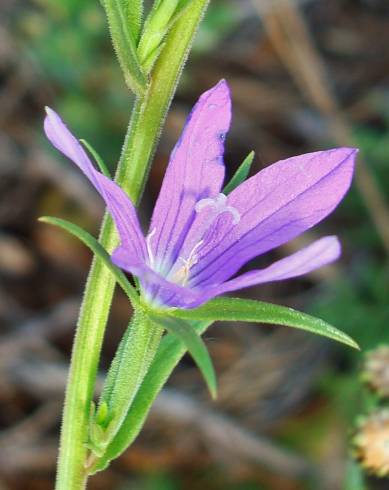 Fotografia de capa Legousia scabra - do Jardim Botânico