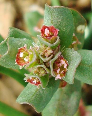 Fotografia de capa Lythrum borysthenicum - do Jardim Botânico