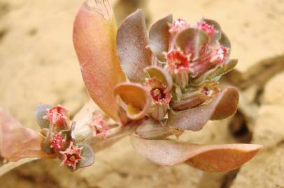 Fotografia da espécie Lythrum borysthenicum