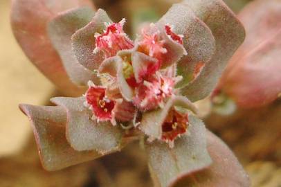 Fotografia da espécie Lythrum borysthenicum