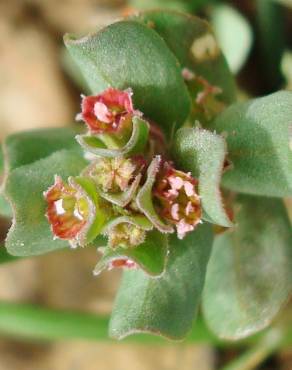 Fotografia 7 da espécie Lythrum borysthenicum no Jardim Botânico UTAD