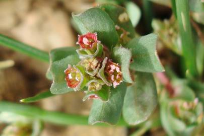 Fotografia da espécie Lythrum borysthenicum