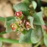 Fotografia 7 da espécie Lythrum borysthenicum do Jardim Botânico UTAD