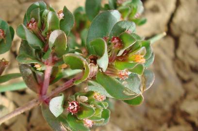 Fotografia da espécie Lythrum borysthenicum