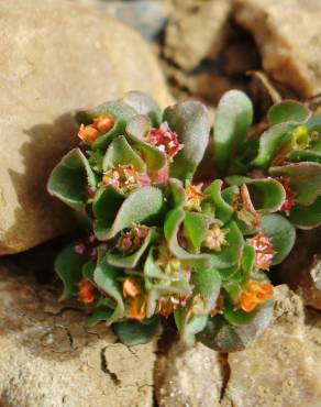 Fotografia 10 da espécie Lythrum borysthenicum no Jardim Botânico UTAD
