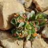Fotografia 10 da espécie Lythrum borysthenicum do Jardim Botânico UTAD