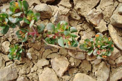 Fotografia da espécie Lythrum borysthenicum