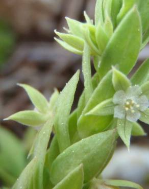 Fotografia 11 da espécie Asterolinon linum-stellatum no Jardim Botânico UTAD