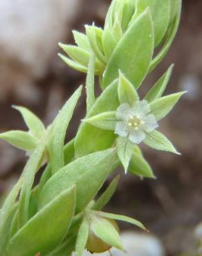 Fotografia 13 da espécie Asterolinon linum-stellatum no Jardim Botânico UTAD