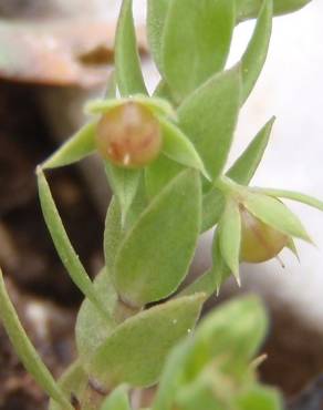 Fotografia 14 da espécie Asterolinon linum-stellatum no Jardim Botânico UTAD