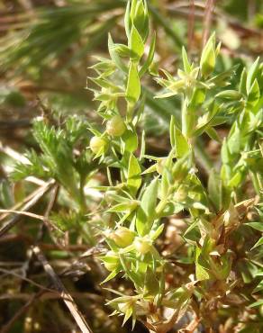 Fotografia 16 da espécie Asterolinon linum-stellatum no Jardim Botânico UTAD