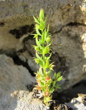 Fotografia 17 da espécie Asterolinon linum-stellatum no Jardim Botânico UTAD