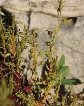 Fotografia 19 da espécie Asterolinon linum-stellatum no Jardim Botânico UTAD
