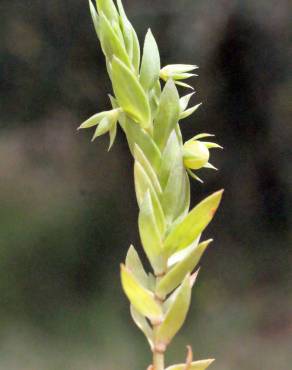 Fotografia 20 da espécie Asterolinon linum-stellatum no Jardim Botânico UTAD