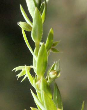 Fotografia 21 da espécie Asterolinon linum-stellatum no Jardim Botânico UTAD