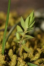 Fotografia da espécie Asterolinon linum-stellatum