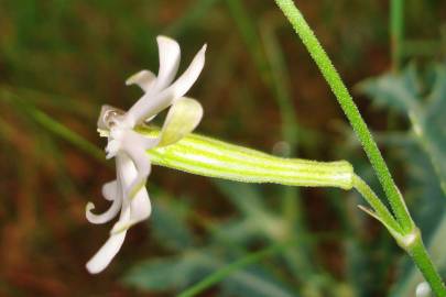 Fotografia da espécie Silene legionensis