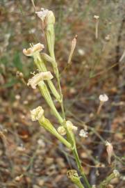 Fotografia da espécie Silene legionensis