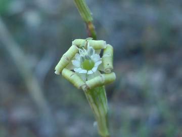 Fotografia da espécie Silene legionensis
